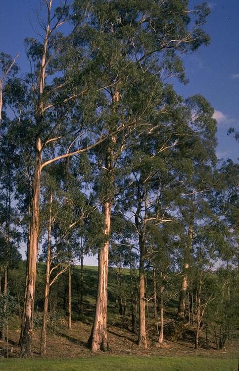 Banho de Eucalipto e Aroeira — banhos de descarrego