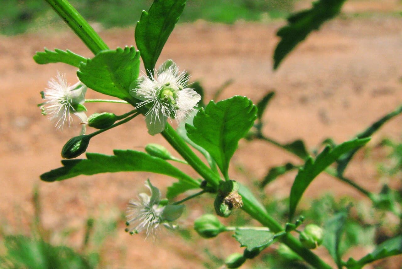 Vassourinha — ervas quentes